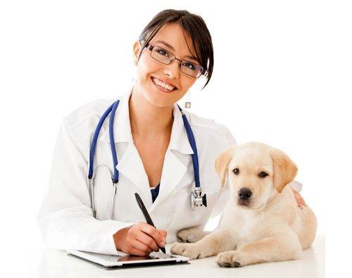 What's After-care When Spaying Dogs in Regina? Complete Guide