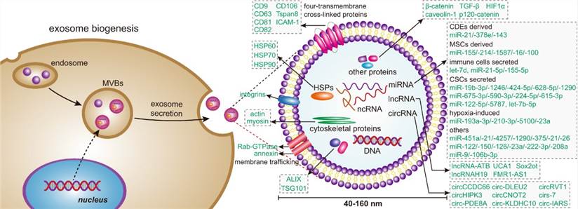 New Range of Kits for Advanced Exosome Labeling & Purification
