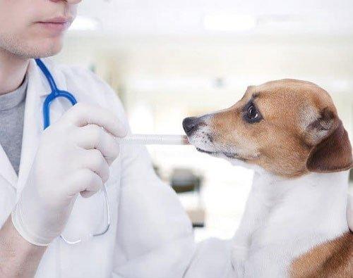 What No One Tells You About Spaying Cats in Regina?